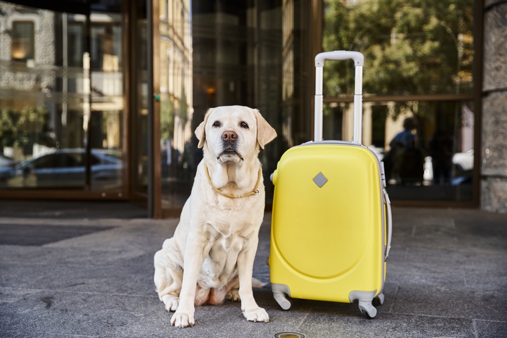 Top 10 Pet Friendly Cities in Europe for Your Next Adventure - Labrador dog