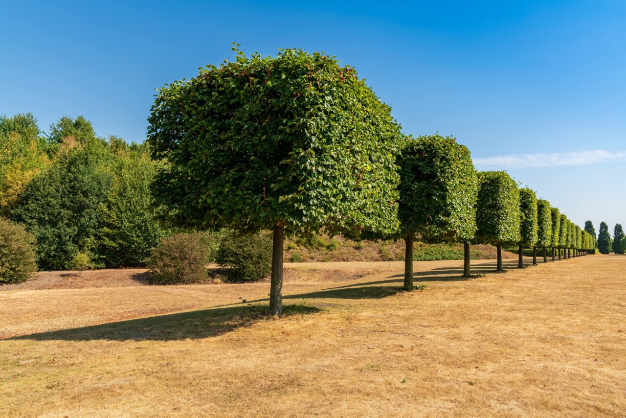 A row of pruned trees on a dried up meadow seen in the Nordsternpark Gelsenkirchen North Rhine Westfalia Germany min 1280x854 1