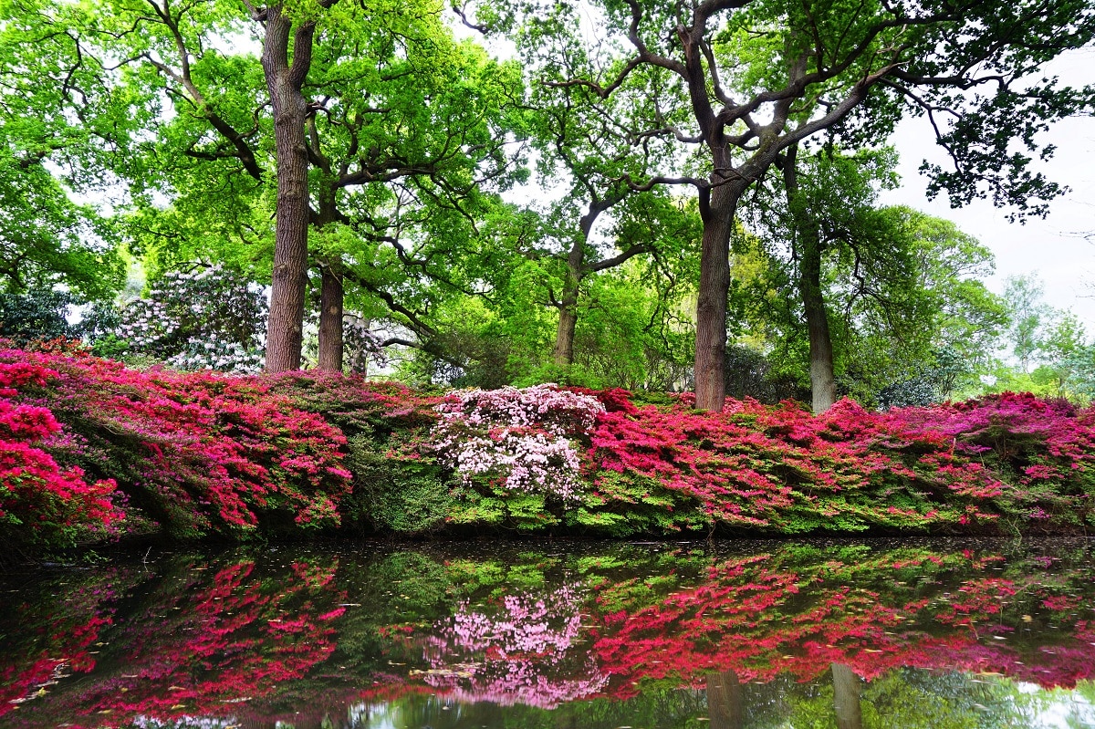 Isabella Plantation london