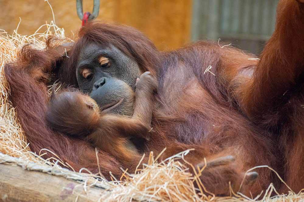 The Dortmund Zoo